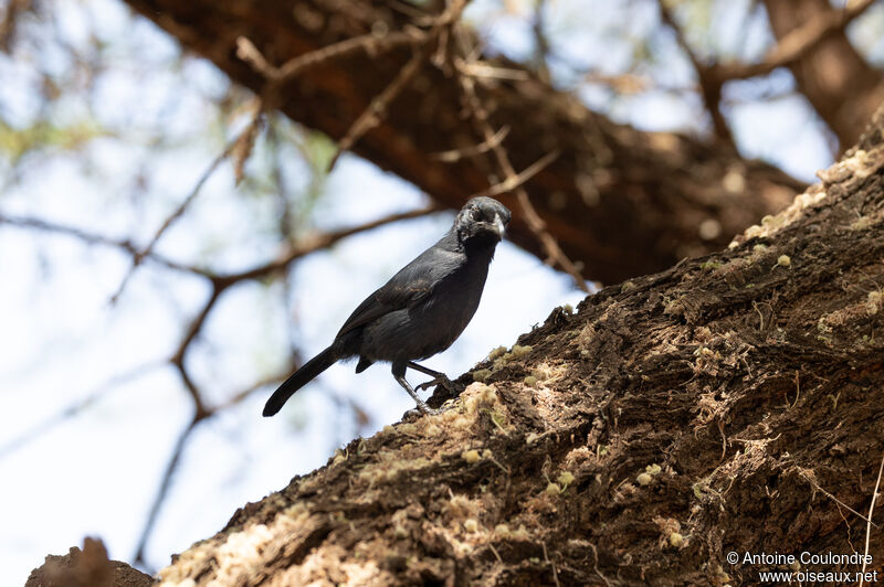 Southern Black Flycatcheradult