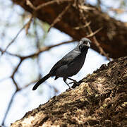 Southern Black Flycatcher