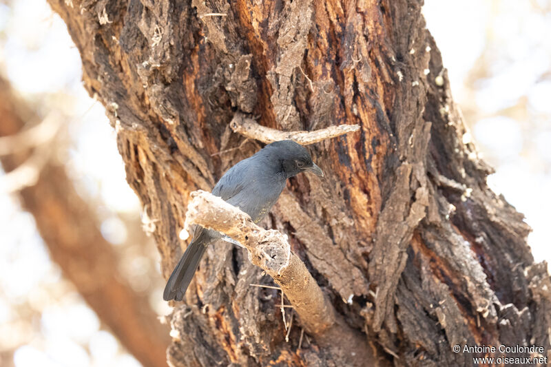 Southern Black Flycatcheradult