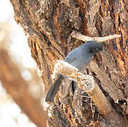 Southern Black Flycatcher