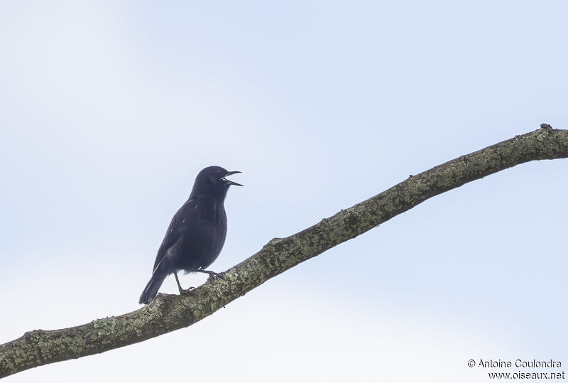 Southern Black Flycatcheradult breeding, song