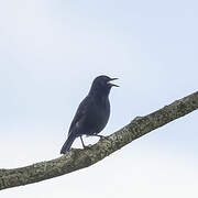 Southern Black Flycatcher