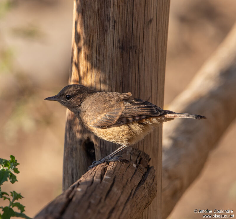 Chat Flycatcher