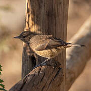 Chat Flycatcher