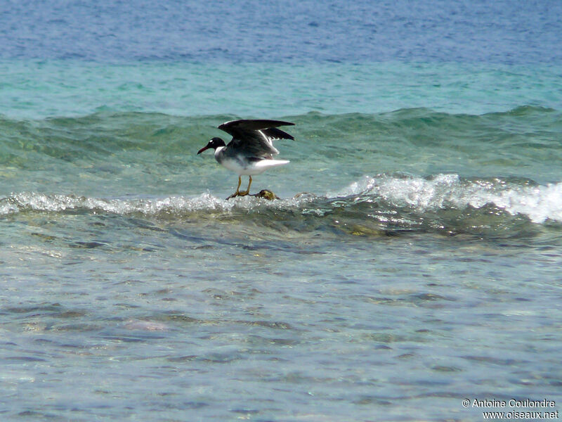 White-eyed Gull