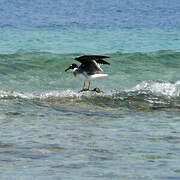 White-eyed Gull