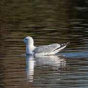 European Herring Gull