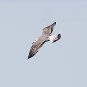 European Herring Gull