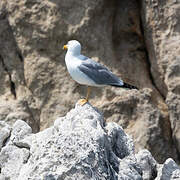 Yellow-legged Gull