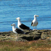 Great Black-backed Gull