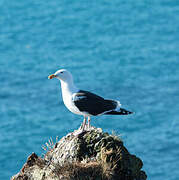 Great Black-backed Gull