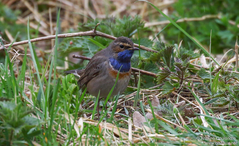 Bluethroat male adult breeding