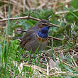 Gorgebleue à miroir