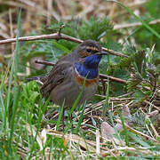 Bluethroat