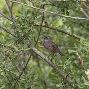 Bluethroat