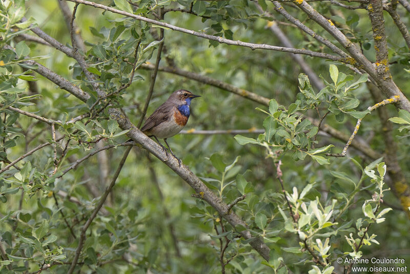 Bluethroat male adult breeding