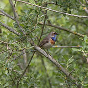 Bluethroat