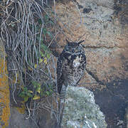 Cape Eagle-Owl