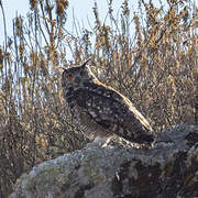 Cape Eagle-Owl