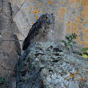 Cape Eagle-Owl