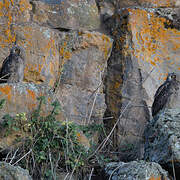 Cape Eagle-Owl