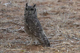 Greyish Eagle-Owl