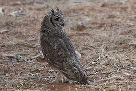 Greyish Eagle-Owl