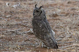 Greyish Eagle-Owl