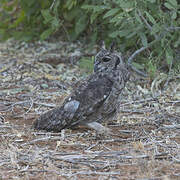 Greyish Eagle-Owl