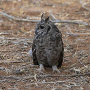 Greyish Eagle-Owl