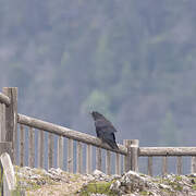 Northern Raven