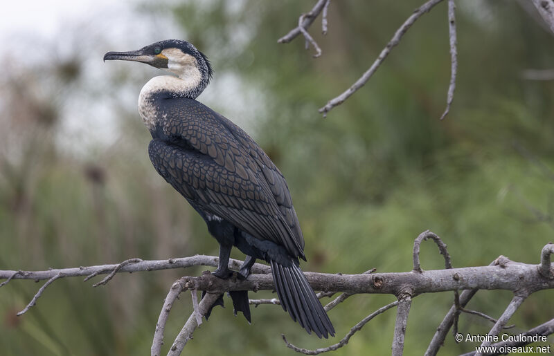 Grand Cormoranimmature