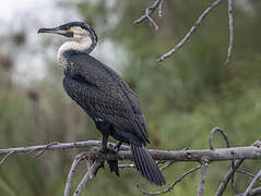 Great Cormorant