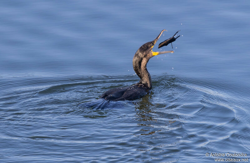 Grand Cormoranadulte internuptial, pêche/chasse