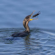 Great Cormorant