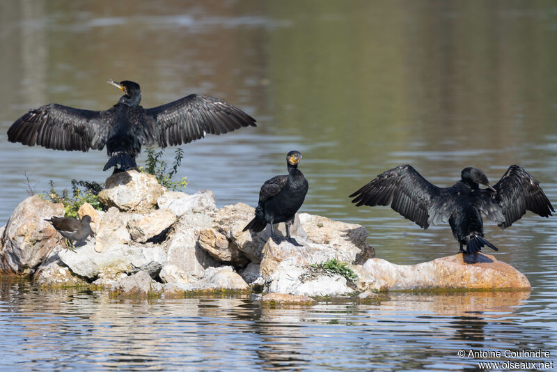 Grand Cormoranadulte internuptial