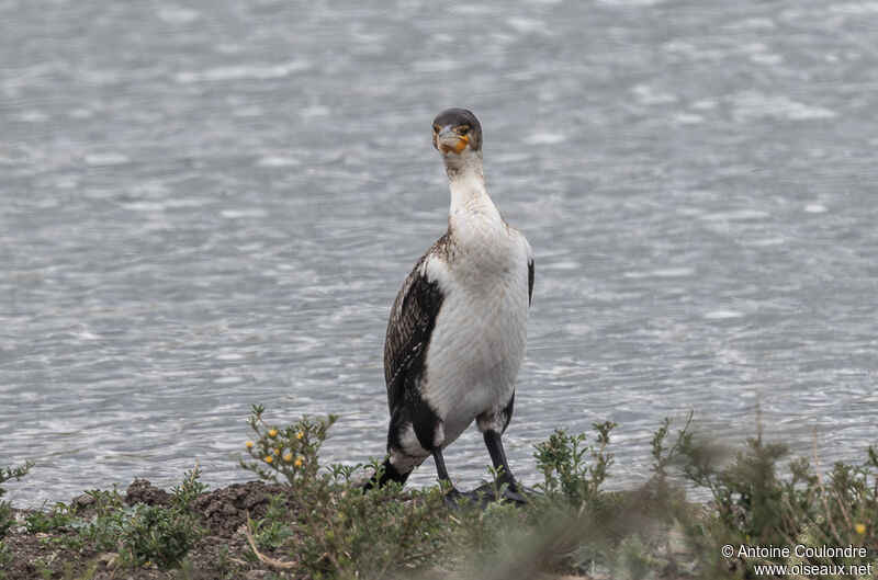 Great Cormorantjuvenile