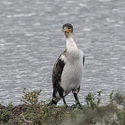 Great Cormorant