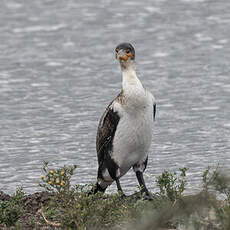 Grand Cormoran