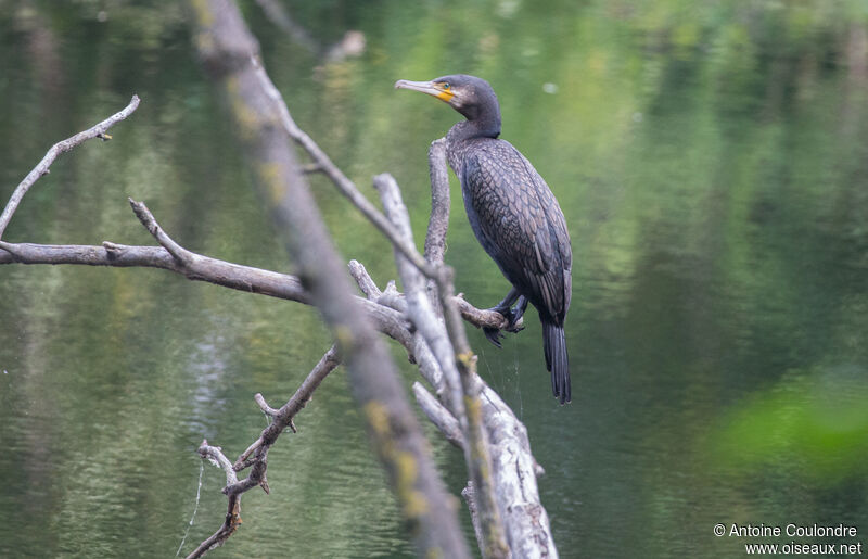 Great Cormorantadult breeding