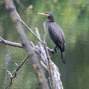 Great Cormorant