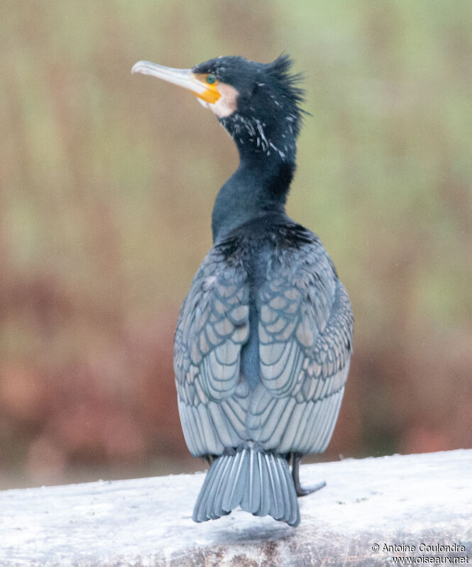 Grand Cormoranadulte transition