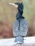 Great Cormorant