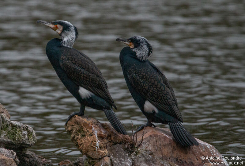 Great Cormorantadult breeding