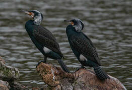 Great Cormorant