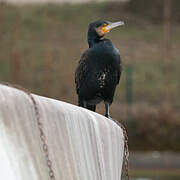 Great Cormorant