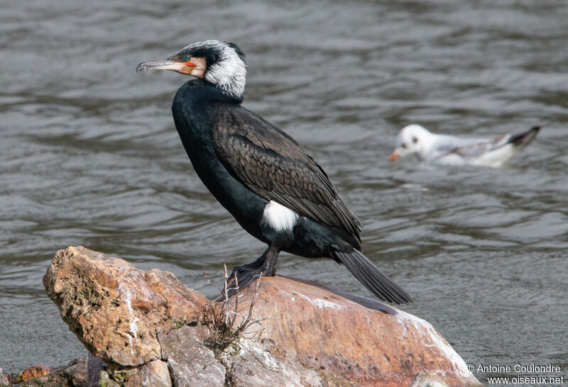 Great Cormorantadult breeding