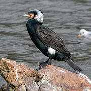 Great Cormorant