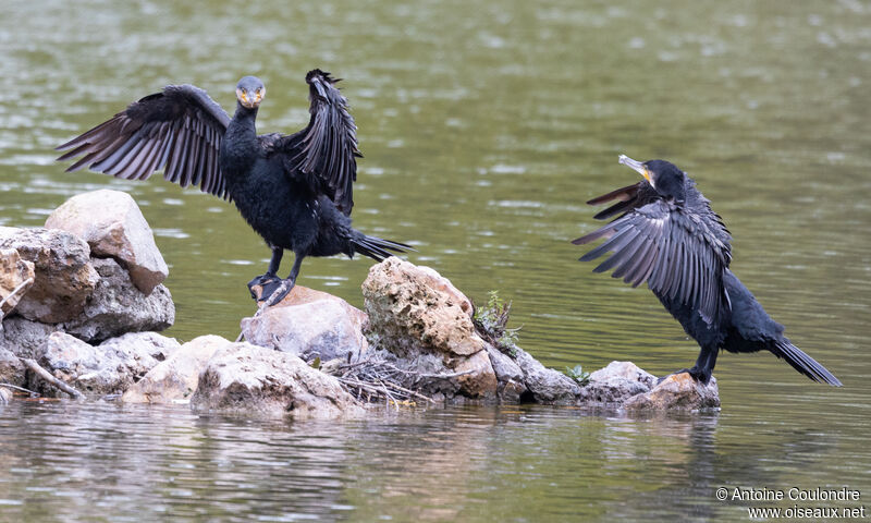 Grand Cormoranadulte internuptial