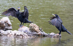 Great Cormorant